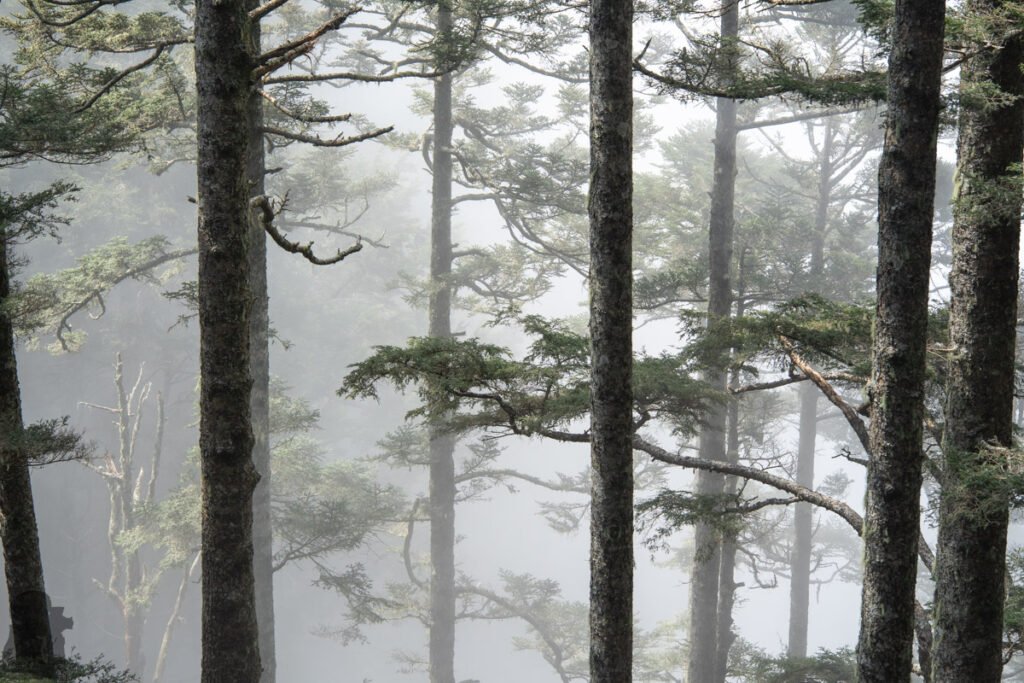 South Section 3 (南三段), the Challenging Hiking Trail that Traverses the Core of Formosa trees in the fog