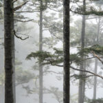 trees in the mist