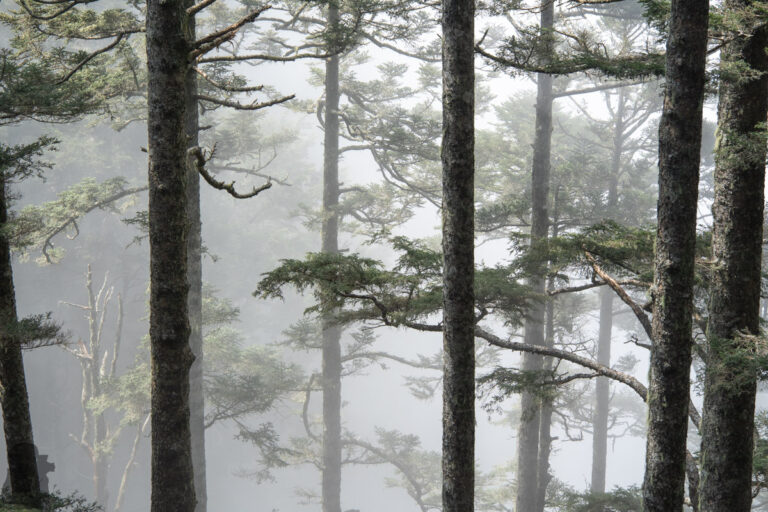 trees in the mist