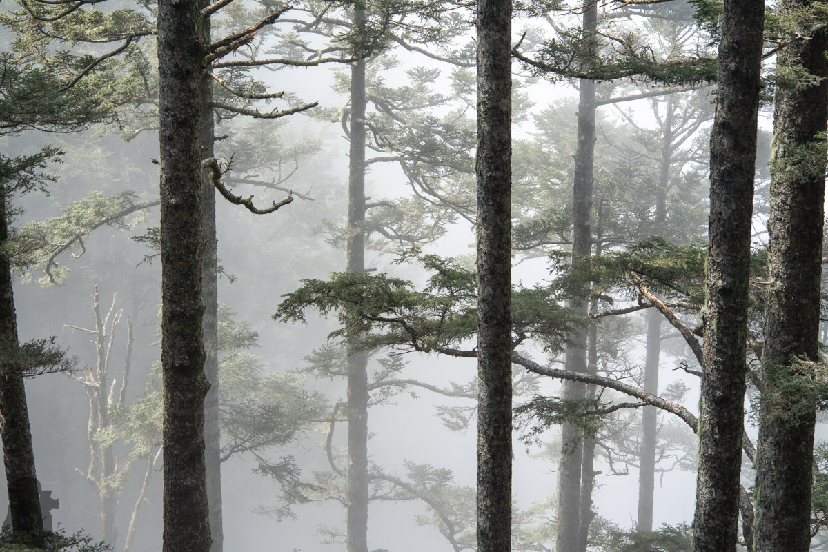 trees in the mist