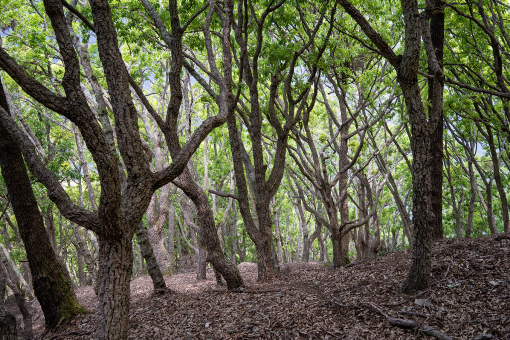 South Section 3 (南三段), the Challenging Hiking Trail that Traverses the Core of Formosa broadleaf trees