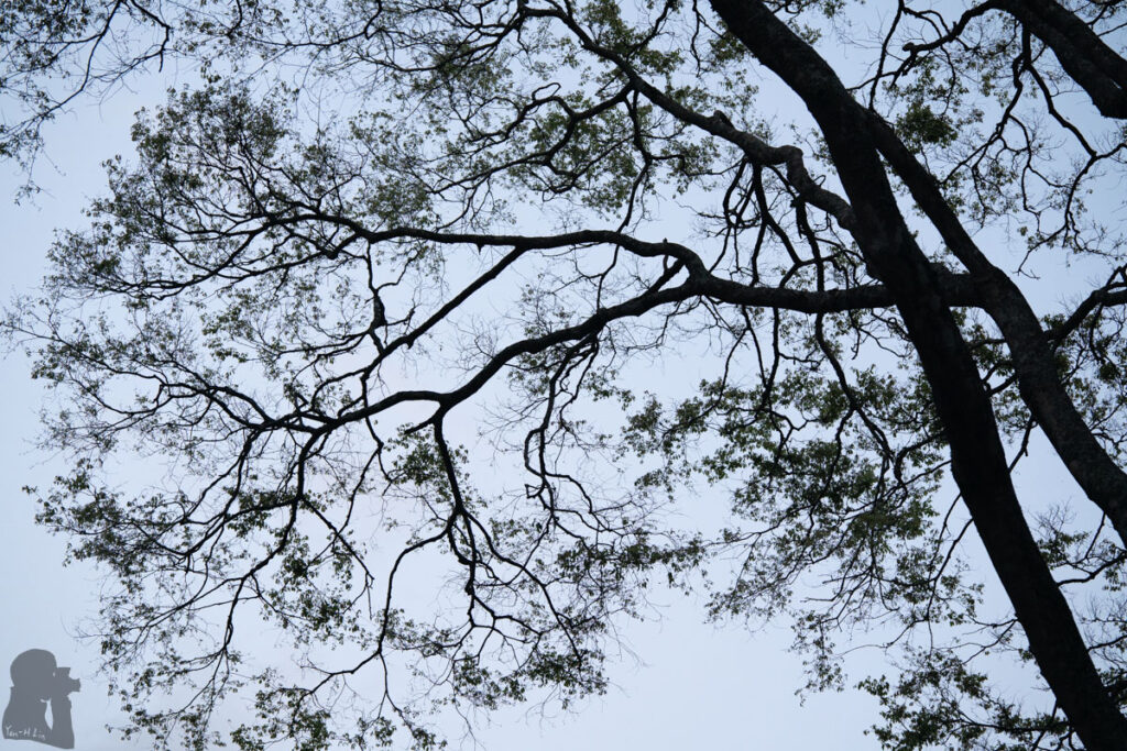 South Section 3 (南三段), the Challenging Hiking Trail that Traverses the Core of Formosa trees near Wushuang Hot Spring