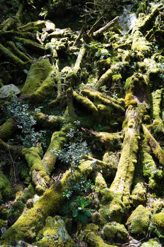 South Section 3 (南三段), the Challenging Hiking Trail that Traverses the Core of Formosa trunks in the creek