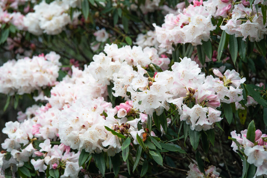 South Section 3 (南三段), the Challenging Hiking Trail that Traverses the Core of Formosa rhododendron