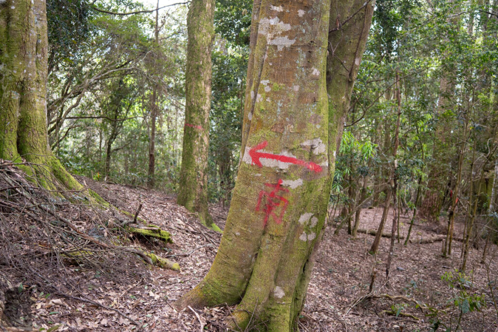 South Section 3 (南三段), the Challenging Hiking Trail that Traverses the Core of Formosa Kaigaoshan South Ridge 開高山南稜