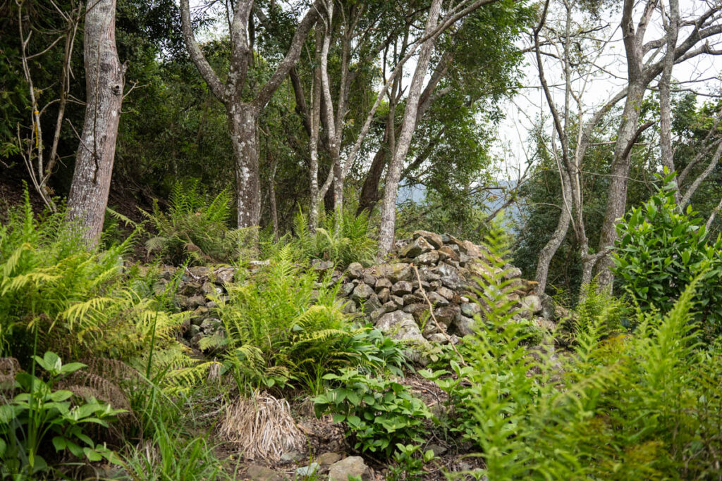 South Section 3 (南三段), the Challenging Hiking Trail that Traverses the Core of Formosa Kaigaoshan South Ridge