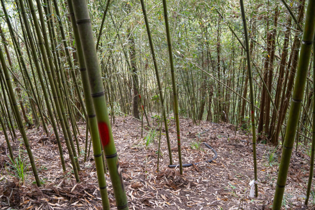 South Section 3 (南三段), the Challenging Hiking Trail that Traverses the Core of Formosa bamboo forest