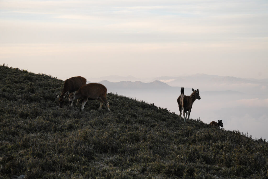 South Section 3 (南三段), the Challenging Hiking Trail that Traverses the Core of Formosa sambar deer