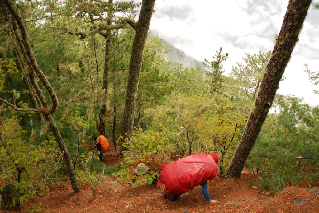 South Section 3 (南三段), the Challenging Hiking Trail that Traverses the Core of Formosa steep descent