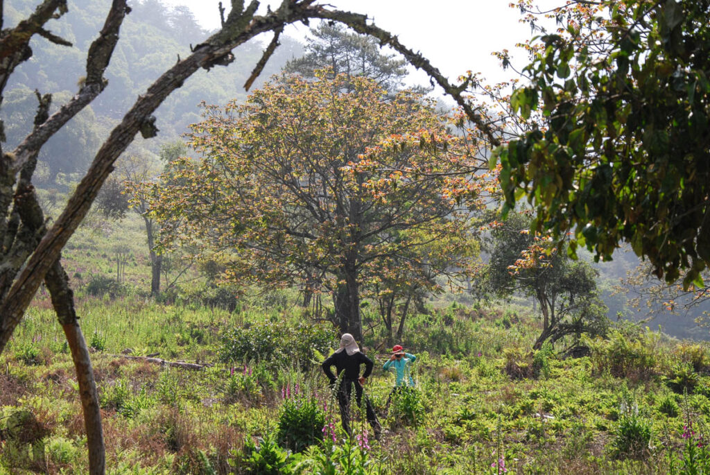 South Section 3 (南三段), the Challenging Hiking Trail that Traverses the Core of Formosa Wushuang Community