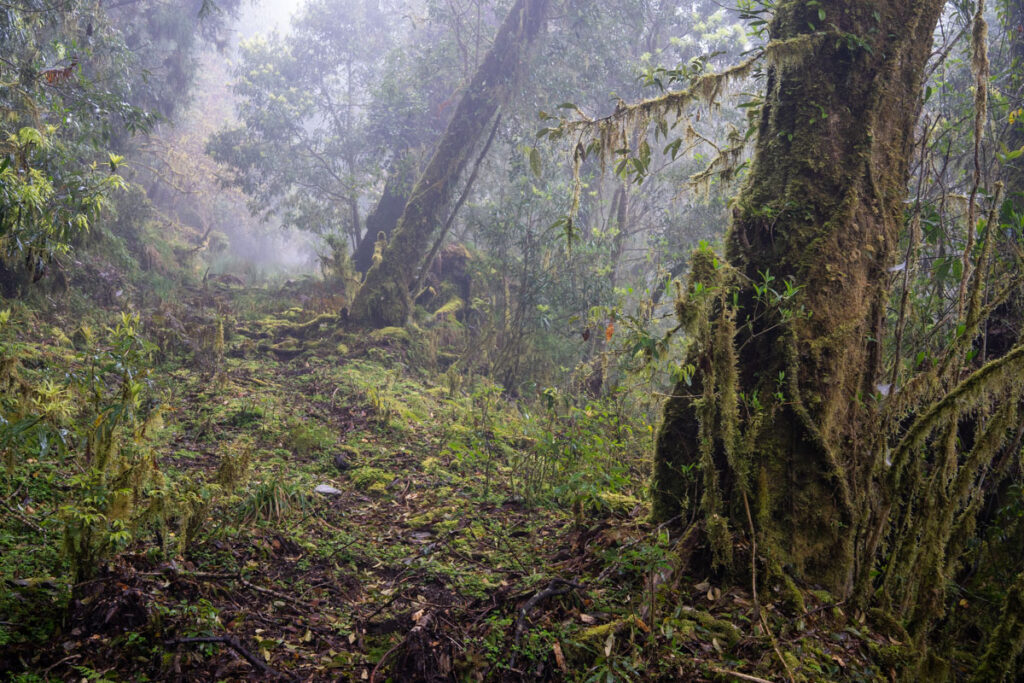 South Section 3 (南三段), the Challenging Hiking Trail that Traverses the Core of Formosa abandoned Ruisui Forest Road