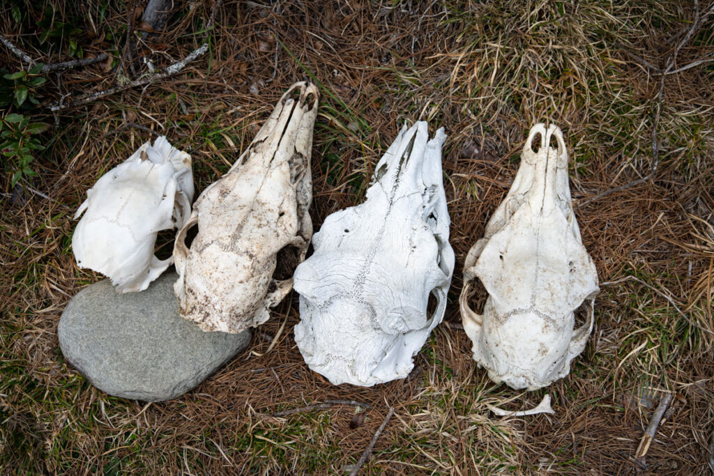 South Section 3 (南三段), the Challenging Hiking Trail that Traverses the Core of Formosa animal skulls