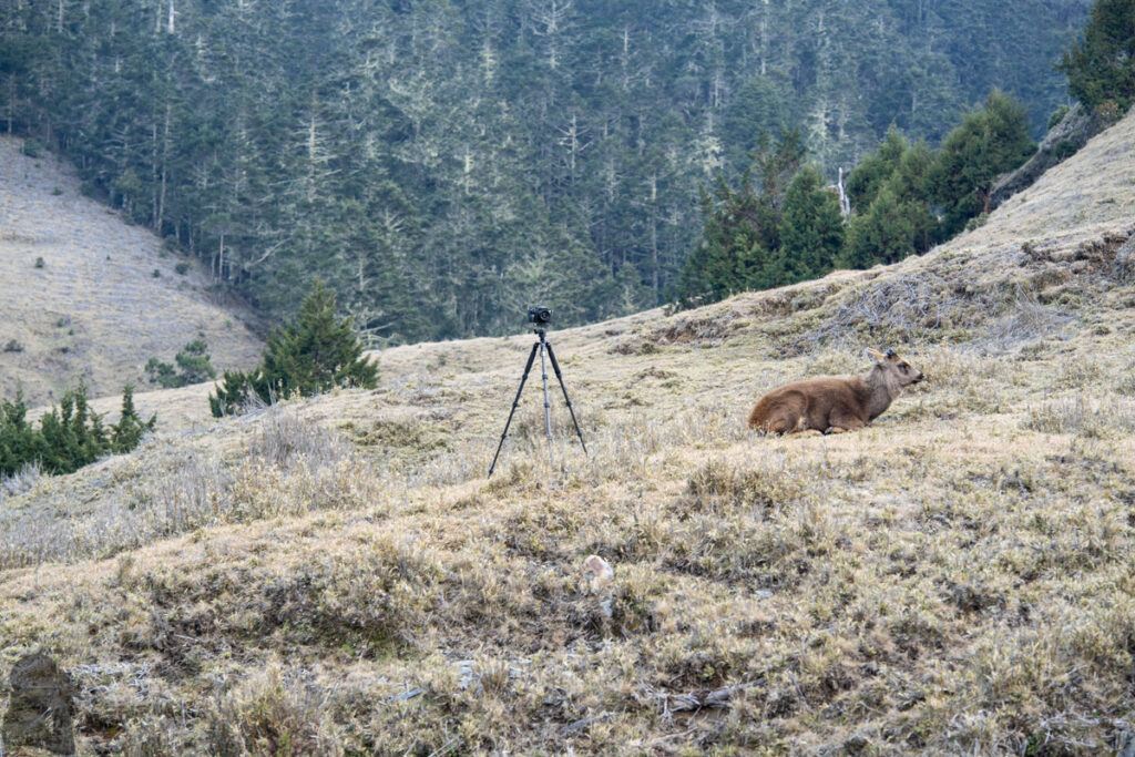 South Section 3 (南三段), the Challenging Hiking Trail that Traverses the Core of Formosa sambar deer