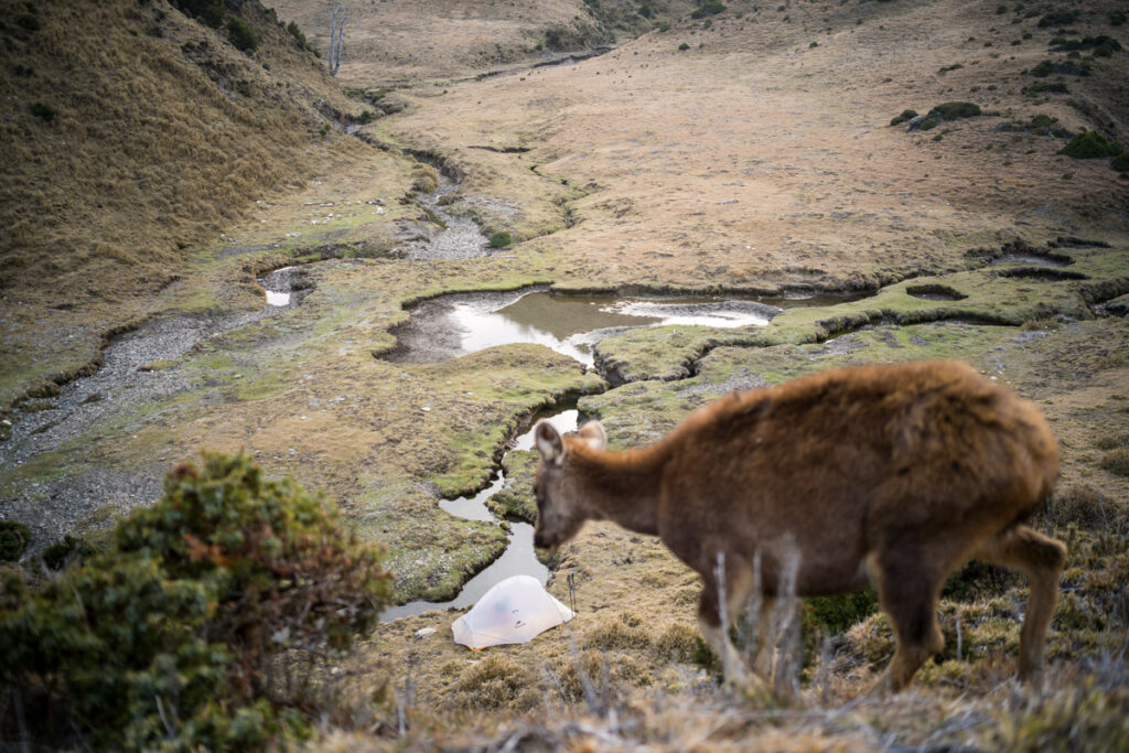 South Section 3 (南三段), the Challenging Hiking Trail that Traverses the Core of Formosa sambar deer 水鹿