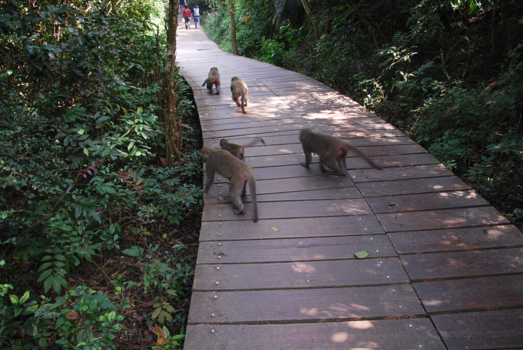 The Full Text of "Hiking Safety in Taiwan" Shoushan, Kaohsiung (高雄壽山) monkeys on the boardwalk