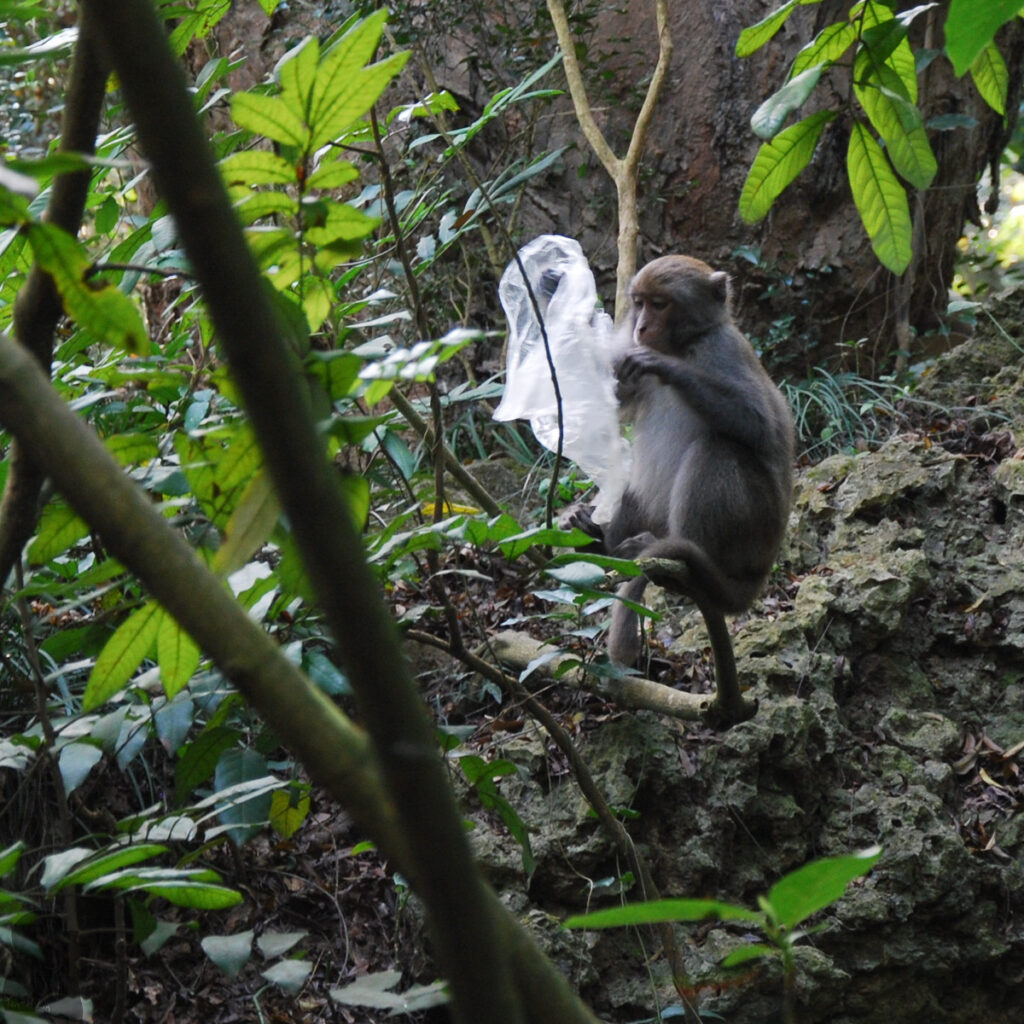 The Full Text of "Hiking Safety in Taiwan" A little monkey was inspecting a plastic bag thoroughly.