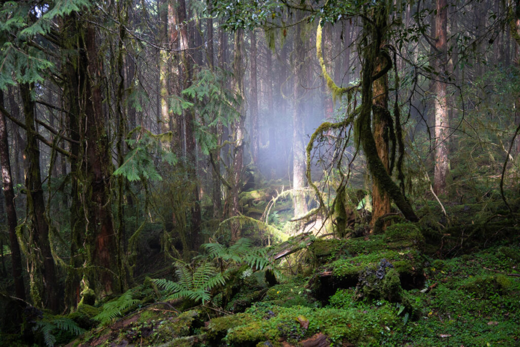 The Full Text of "Hiking Safety in Taiwan" Lush plants, slippery surface, humid air and poor visibility are the typical features of the mid-rank mountains.