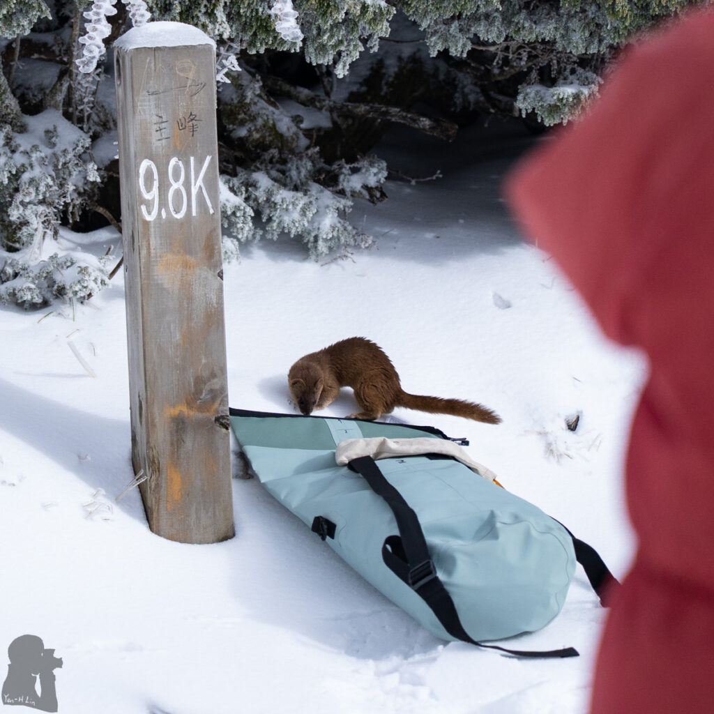 The Full Text of "Hiking Safety in Taiwan" weasel