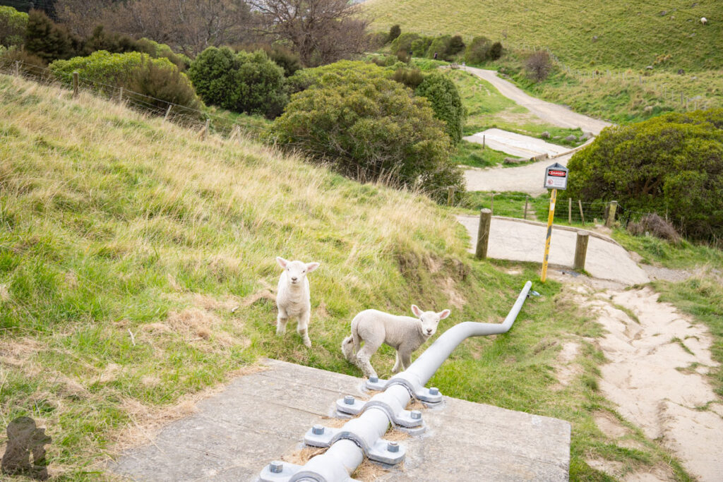 two sheep strolling by the pipe