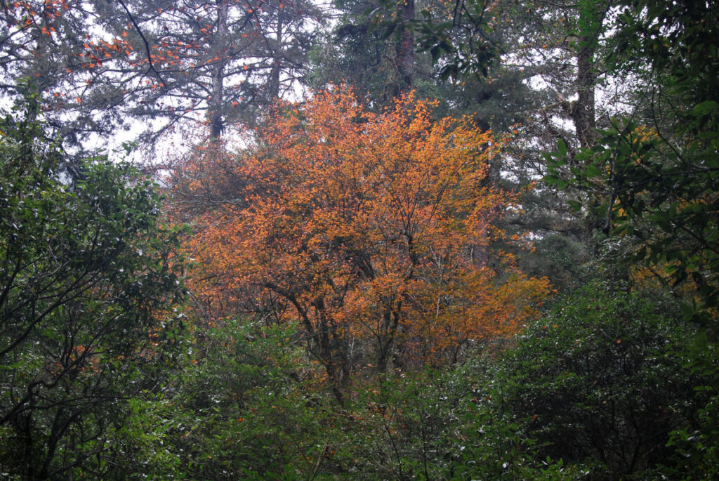 The Death Ridge (死亡稜線), the Climb on a Razor-Sharp Ridge between North Section 1 and North Section 2, Central Mountain Range The autumn color decorated the last part of the trip.