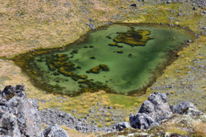The unique pattern of the tarn