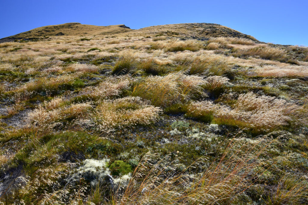 Faust, a Day Hike to the Peak with lovely Tarns on an Unnamed Track The lush slope to the ridge