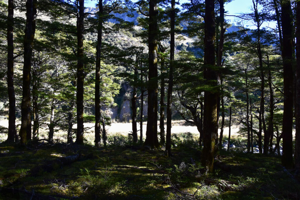 Faust, a Day Hike to the Peak with lovely Tarns on an Unnamed Track St James Walkway was ahead.