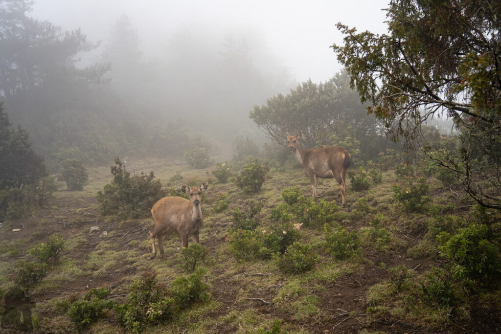 Ganzhuowan Peaks (干卓萬群峰), the Trickiest Trail in My Hiking History Sambar deer