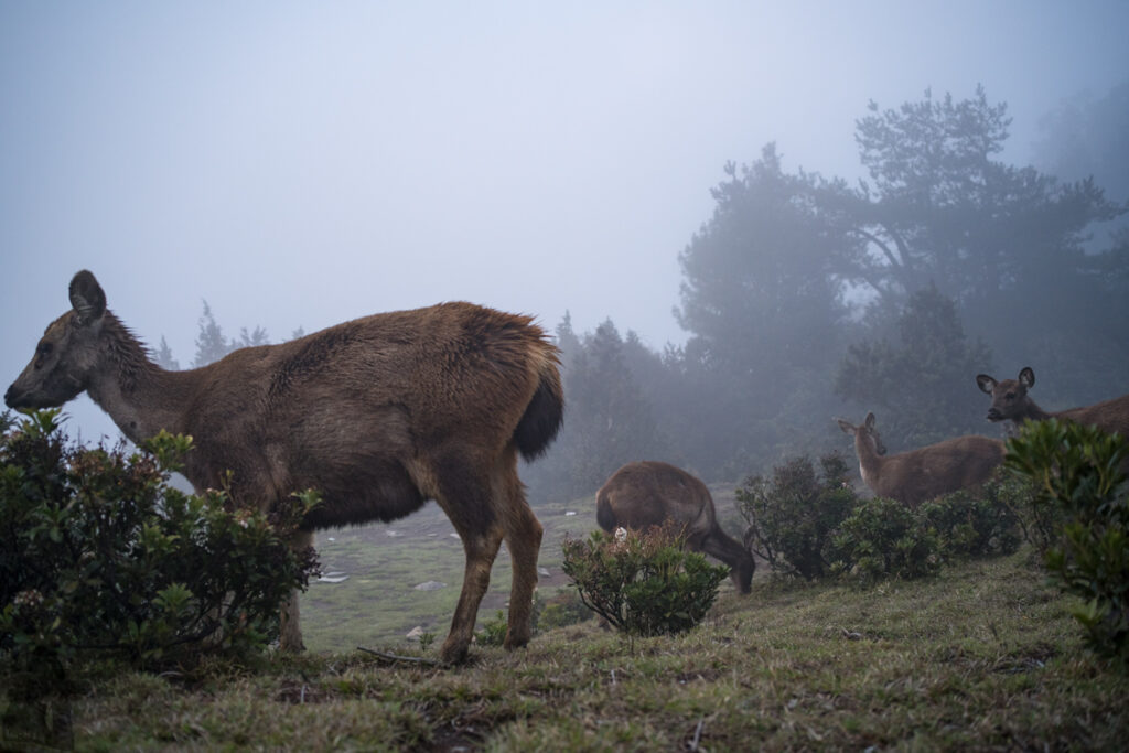 Ganzhuowan Peaks (干卓萬群峰), the Trickiest Trail in My Hiking History Sambar deer