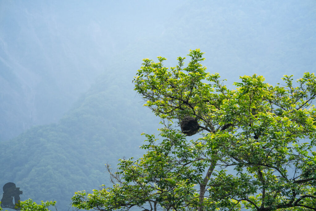 Ganzhuowan Peaks (干卓萬群峰), the Trickiest Trail in My Hiking History hornet’s nest