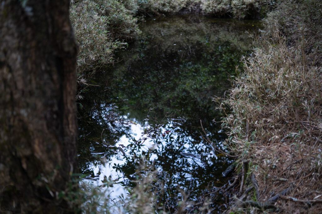 Ganzhuowan Peaks (干卓萬群峰), the Trickiest Trail in My Hiking History A small dark pond