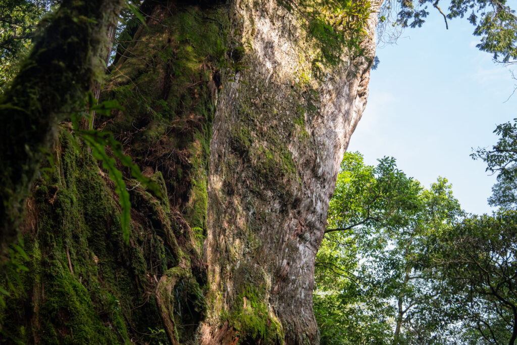 Ganzhuowan Peaks (干卓萬群峰), the Trickiest Trail in My Hiking History giant tree