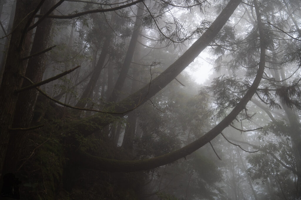 Ganzhuowan Peaks (干卓萬群峰), the Trickiest Trail in My Hiking History Wujie Forest Road