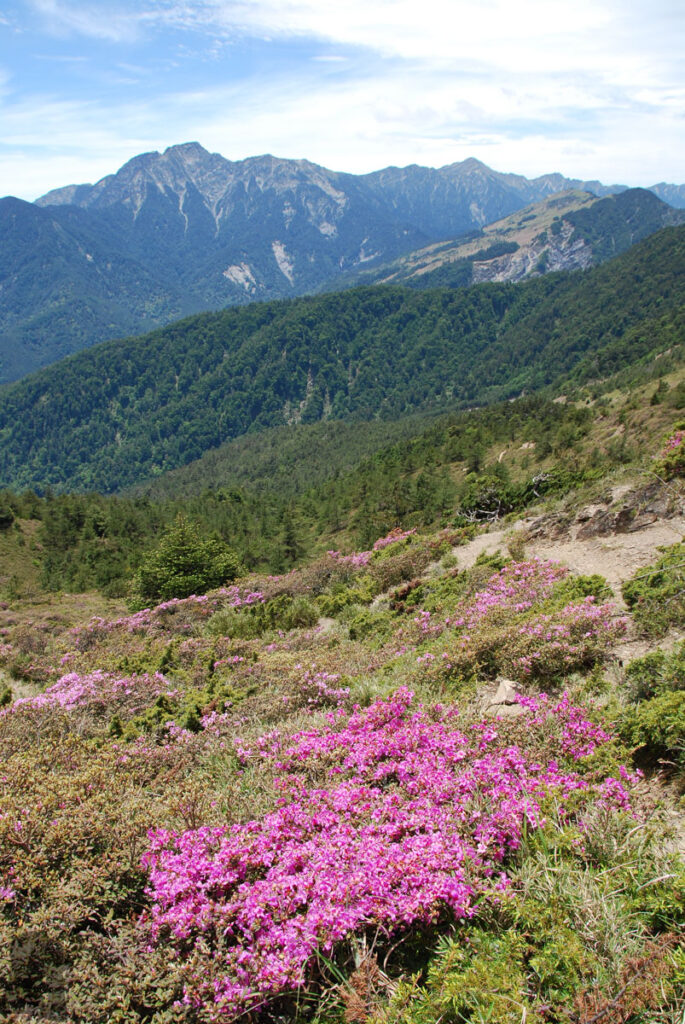 Hehuanshan (合歡山), the Renowned High Mountains that are Beginner Friendly Rhododendron bloom