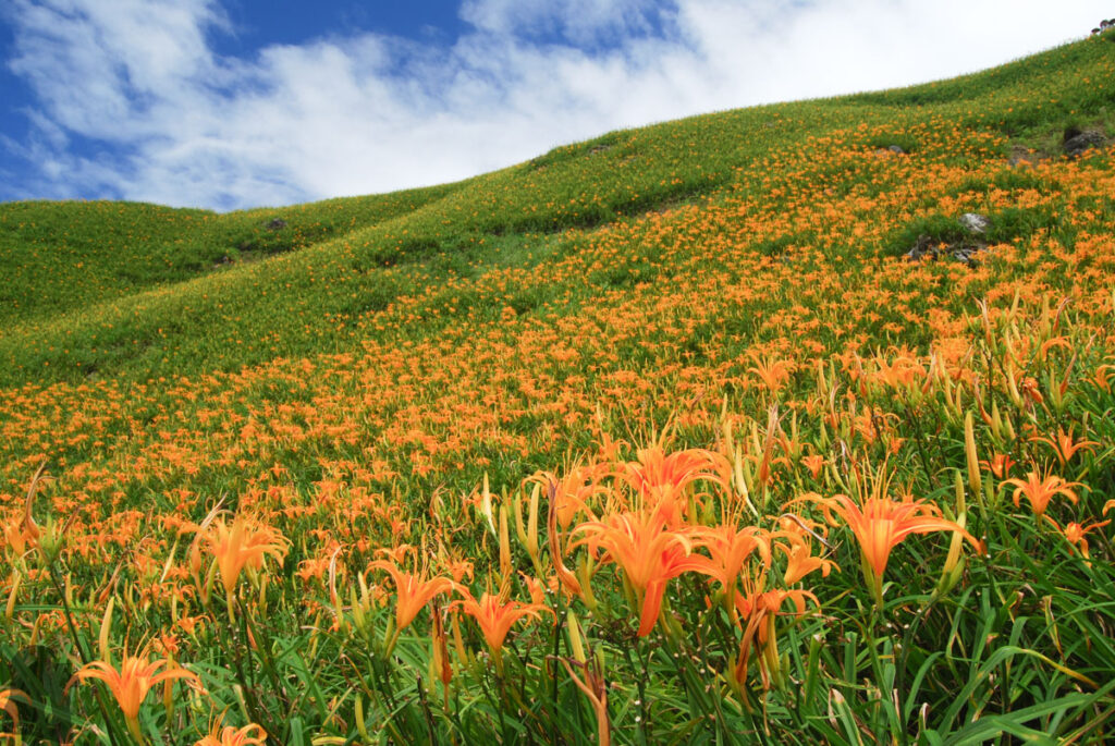 Liushishishan (六十石山), the Splendid Mountain of Daylily daylily bloom