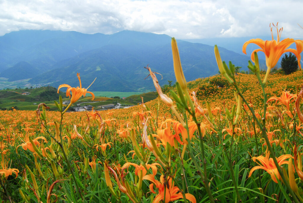 Liushishishan (六十石山), the Splendid Mountain of Daylily daylily bloom 六十石山