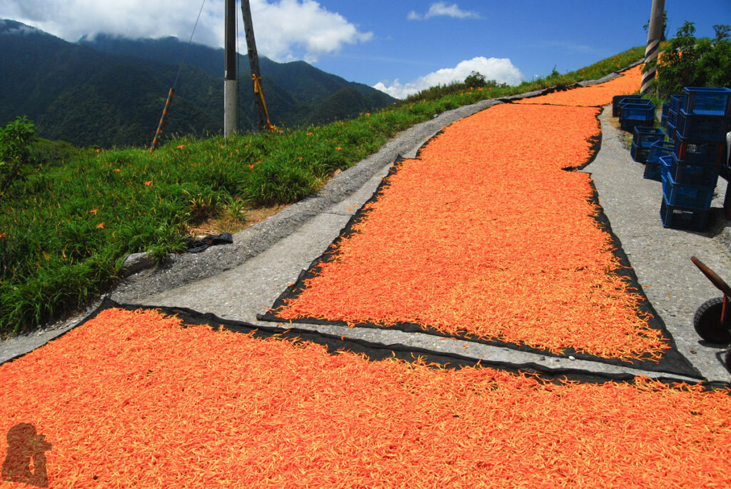 Liushishishan (六十石山), the Splendid Mountain of Daylily Sun-dried daylily flowers on the road