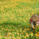 A farmer was harvesting daylilies.