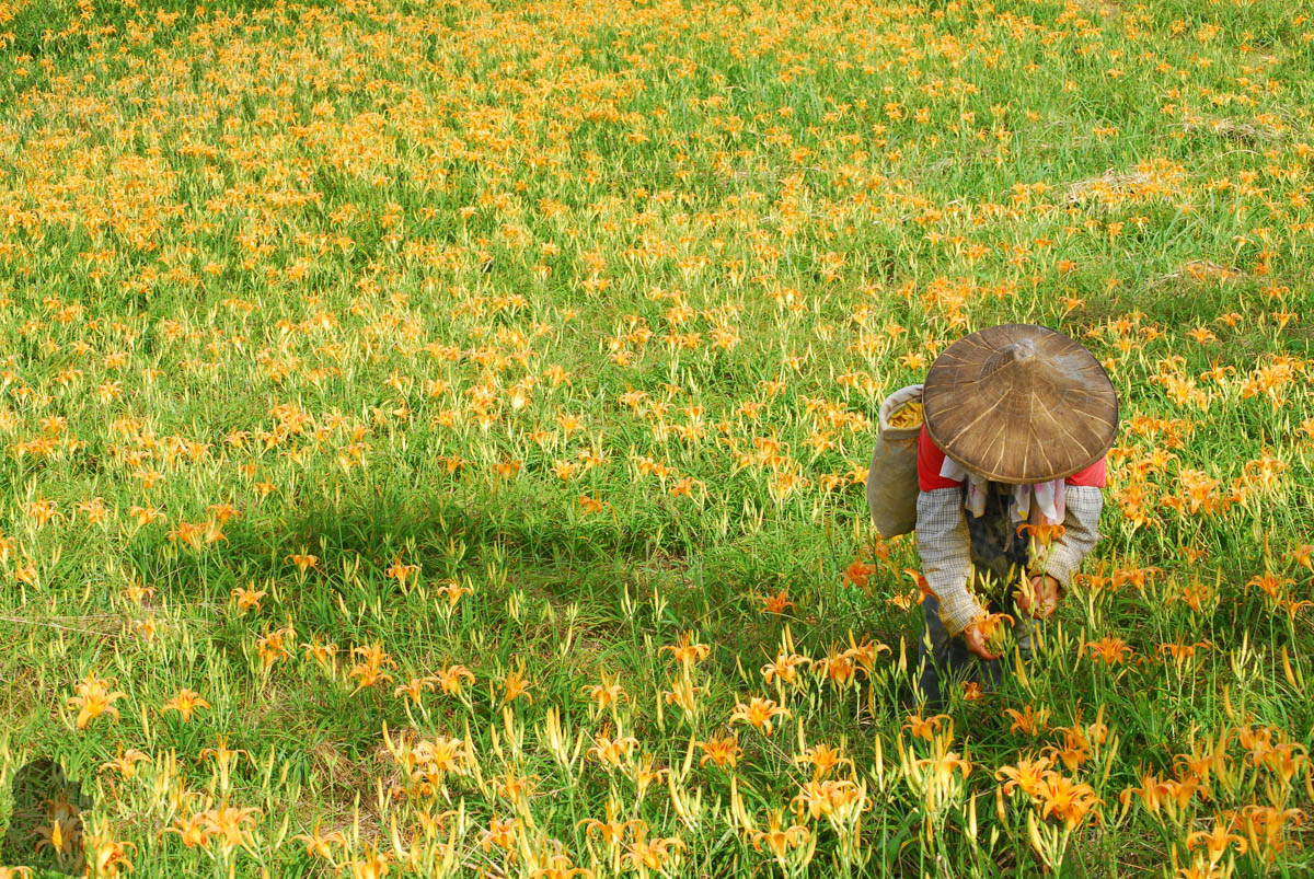 A local was harvesting daylilies.
