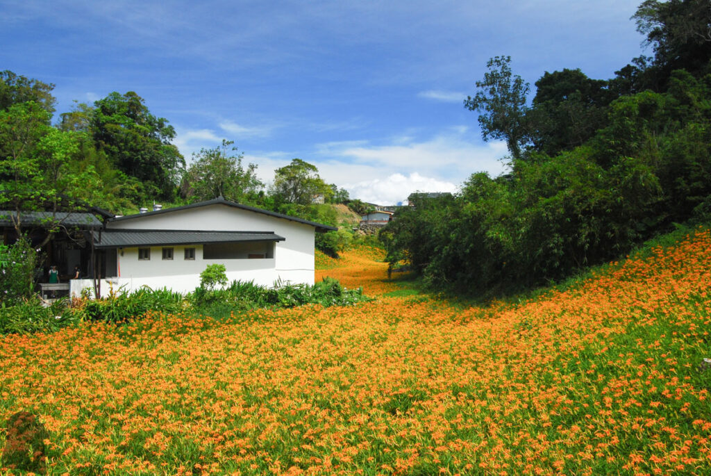Liushishishan (六十石山), the Splendid Mountain of Daylily daylily bloom beside the houses