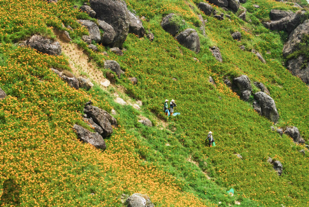 Liushishishan (六十石山), the Splendid Mountain of Daylily Three harvesters on the slope