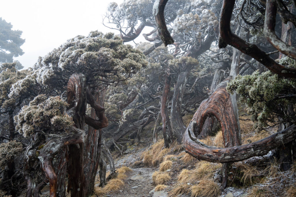 wind-twisted trunks on Wuyanfeng