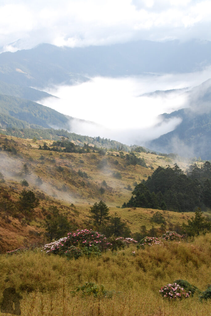 Qilaishan Main & North Peak (奇萊主北), My First Multiday Hike on the High Mountains of Magnificence and Misfortune the grassy field of Yushan canes and rhododendron