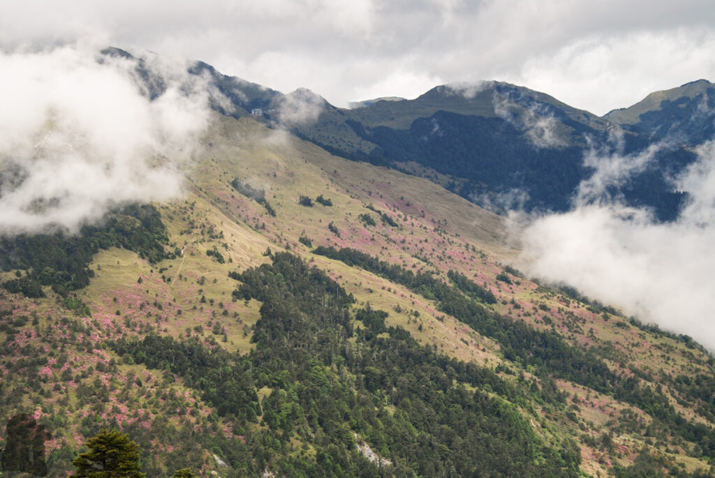 Qilaishan Main & North Peak (奇萊主北), My First Multiday Hike on the High Mountains of Magnificence and Misfortune The bloom of Red-hairy Rhododendron (紅毛杜鵑)