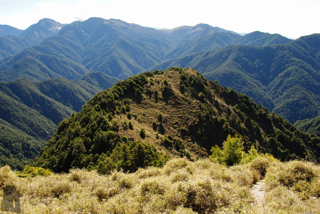 Yushan Rear Four Peaks (玉山後四峰), the Less-Visited Peaks to the South of Yushan, the Trails without Clamor The trail to Lushan is primarily a “downhill” walk, very unusual to go down to “climb” a mountain.