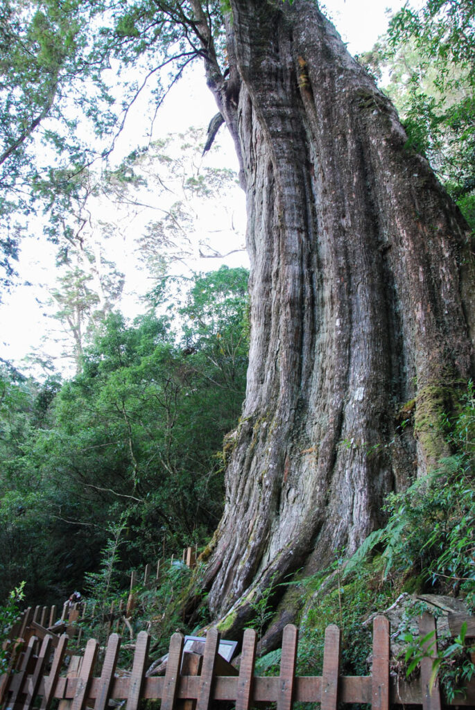Beidawushan (北大武山), the Southernmost Baiyue, Guardian of the Southern Taiwan A giant Taiwan red cedar (紅檜)