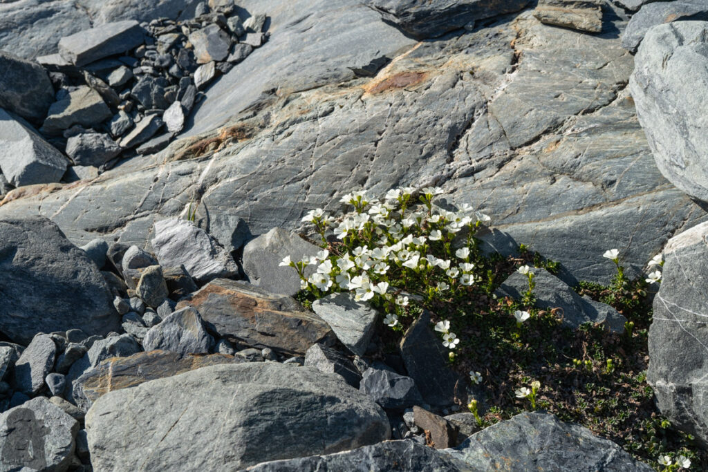 Brewster Glacier and its Terminal Lakes, the Dreamy Playground for Photography Brewster Glacier