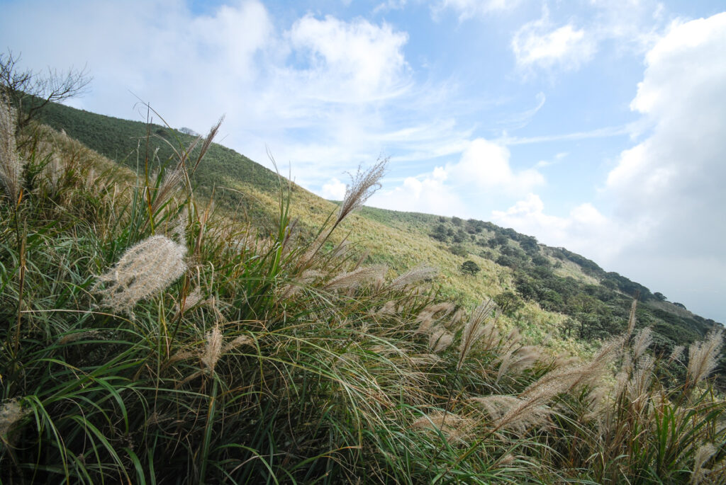 Datunshan (大屯山) & Miantianshan (面天山), the Lush Home of Silver Grass Datunshan