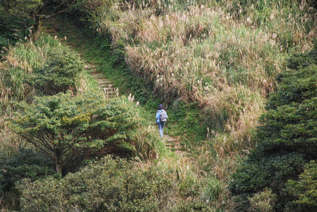 Datunshan (大屯山) & Miantianshan (面天山), the Lush Home of Silver Grass Miantianshan