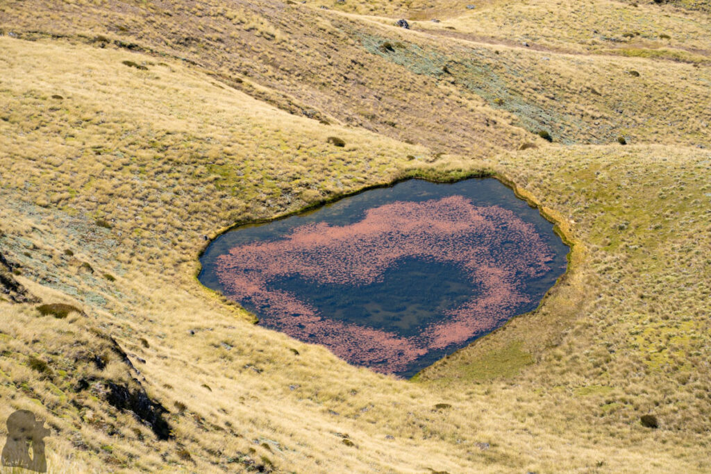 Faust, Libretto Range, Camp by its Colorful Tarns on the Ridge One of the many tarns before the summit